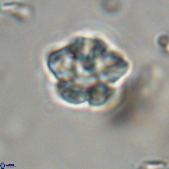 Olladiscoaster lepidus 32938