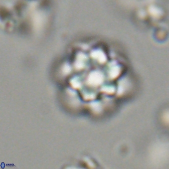 Olladiscoaster lepidus 32939