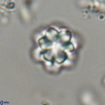 Olladiscoaster lepidus 32944