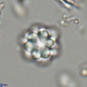 Olladiscoaster lepidus 32945