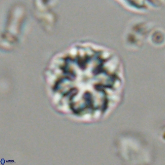 Olladiscoaster lepidus 32946