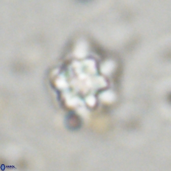 Olladiscoaster lepidus 32947