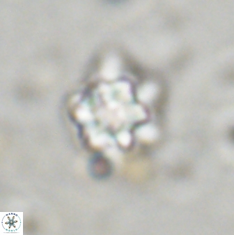 Olladiscoaster lepidus 32947