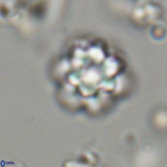 Olladiscoaster lepidus 32940