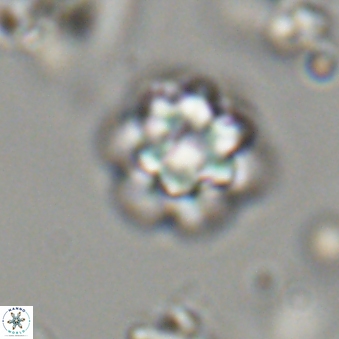 Olladiscoaster lepidus 32940