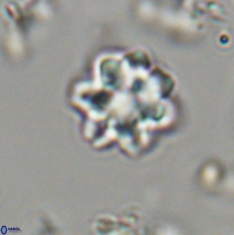 Olladiscoaster lepidus 32941