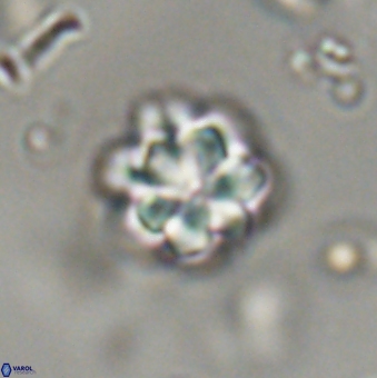 Olladiscoaster lepidus 32942