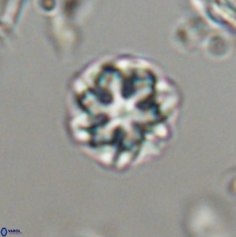 Olladiscoaster lepidus 32943