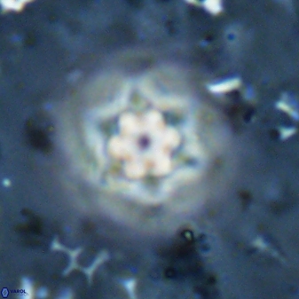 Olladiscoaster molae 31040