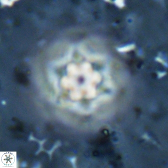 Olladiscoaster molae 31040