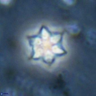 Olladiscoaster molae 31041