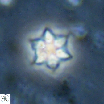 Olladiscoaster molae 31041