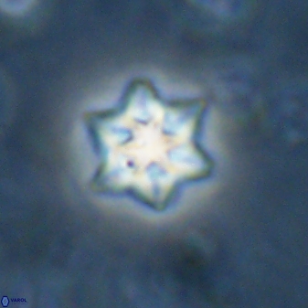 Olladiscoaster molae 31042