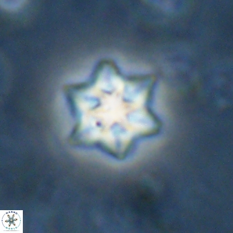 Olladiscoaster molae 31042