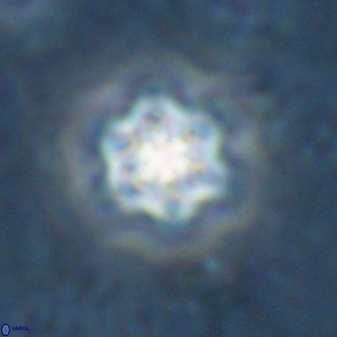 Olladiscoaster molae 31043