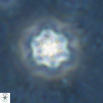 Olladiscoaster molae 31043