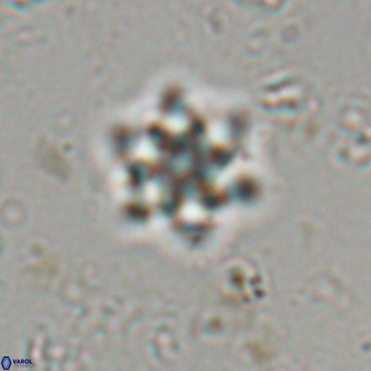 Olladiscoaster molae 31044