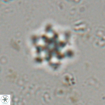 Olladiscoaster molae 31044