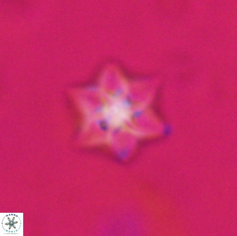Olladiscoaster molae 31046
