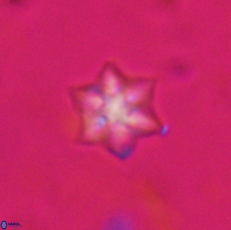 Olladiscoaster molae 31047