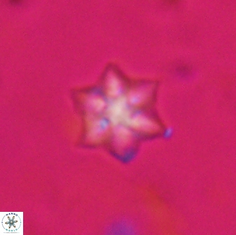 Olladiscoaster molae 31047