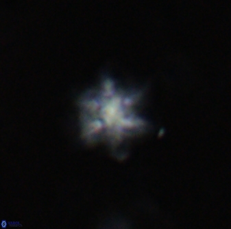 Olladiscoaster molae 31048