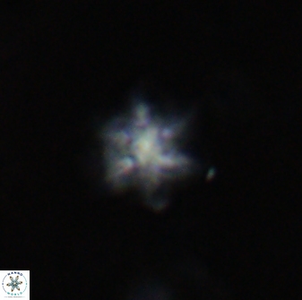 Olladiscoaster molae 31048