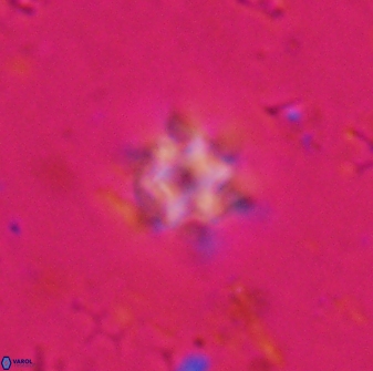 Olladiscoaster molae 31049