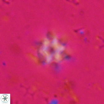 Olladiscoaster molae 31049