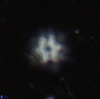 Olladiscoaster molae 31050