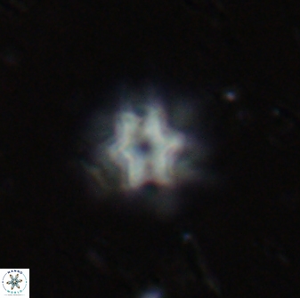 Olladiscoaster molae 31050