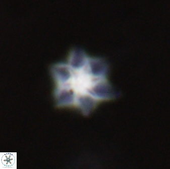 Olladiscoaster molae 31052
