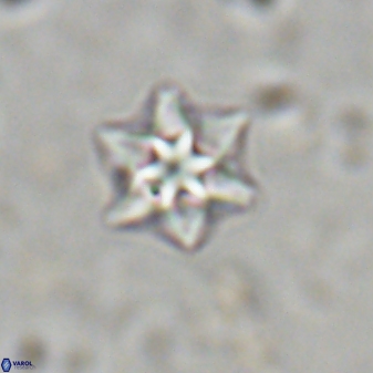 Olladiscoaster molae 31036