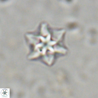Olladiscoaster molae 31036