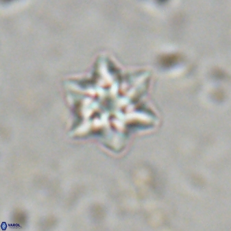 Olladiscoaster molae 31037