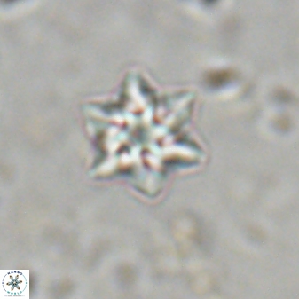 Olladiscoaster molae 31037