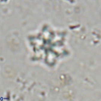 Olladiscoaster molae 31038