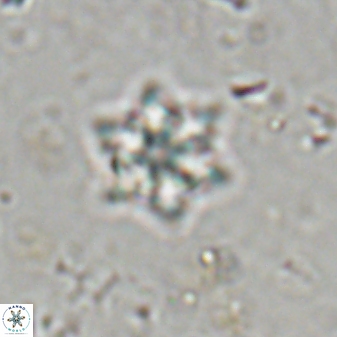 Olladiscoaster molae 31038