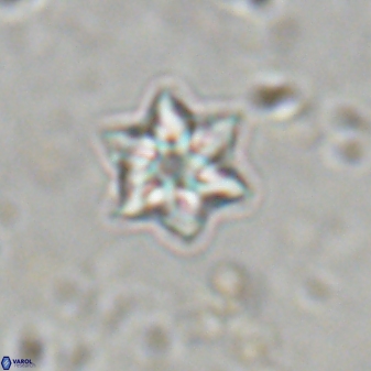 Olladiscoaster molae 31039