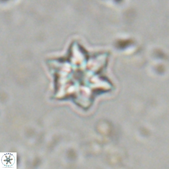 Olladiscoaster molae 31039