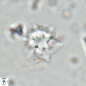 Olladiscoaster molae 31101
