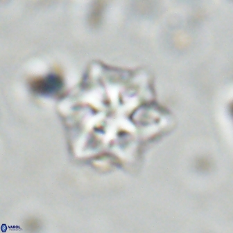 Olladiscoaster molae 31102