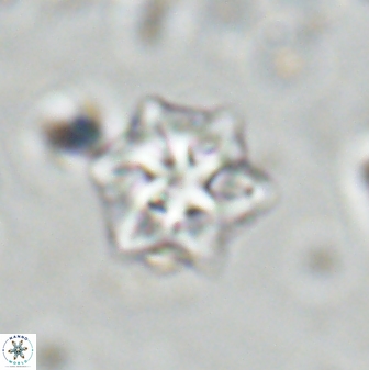 Olladiscoaster molae 31102