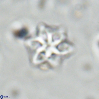 Olladiscoaster molae 31103