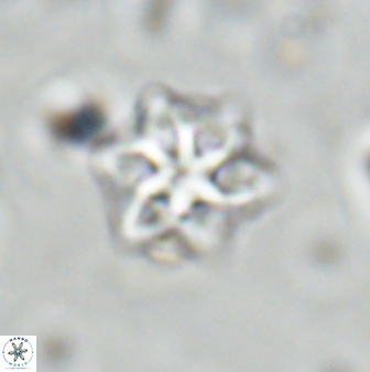 Olladiscoaster molae 31103