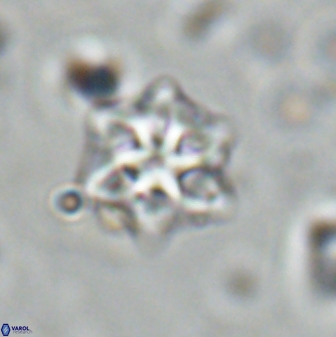 Olladiscoaster molae 31104