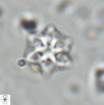 Olladiscoaster molae 31104