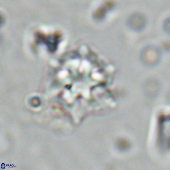 Olladiscoaster molae 31105