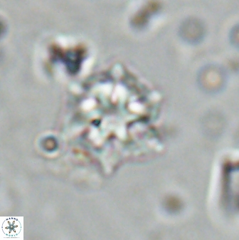 Olladiscoaster molae 31105