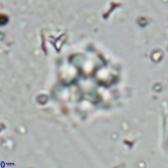 Olladiscoaster molae 31106